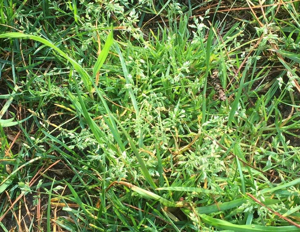 POA Annua - Annual Bluegrass