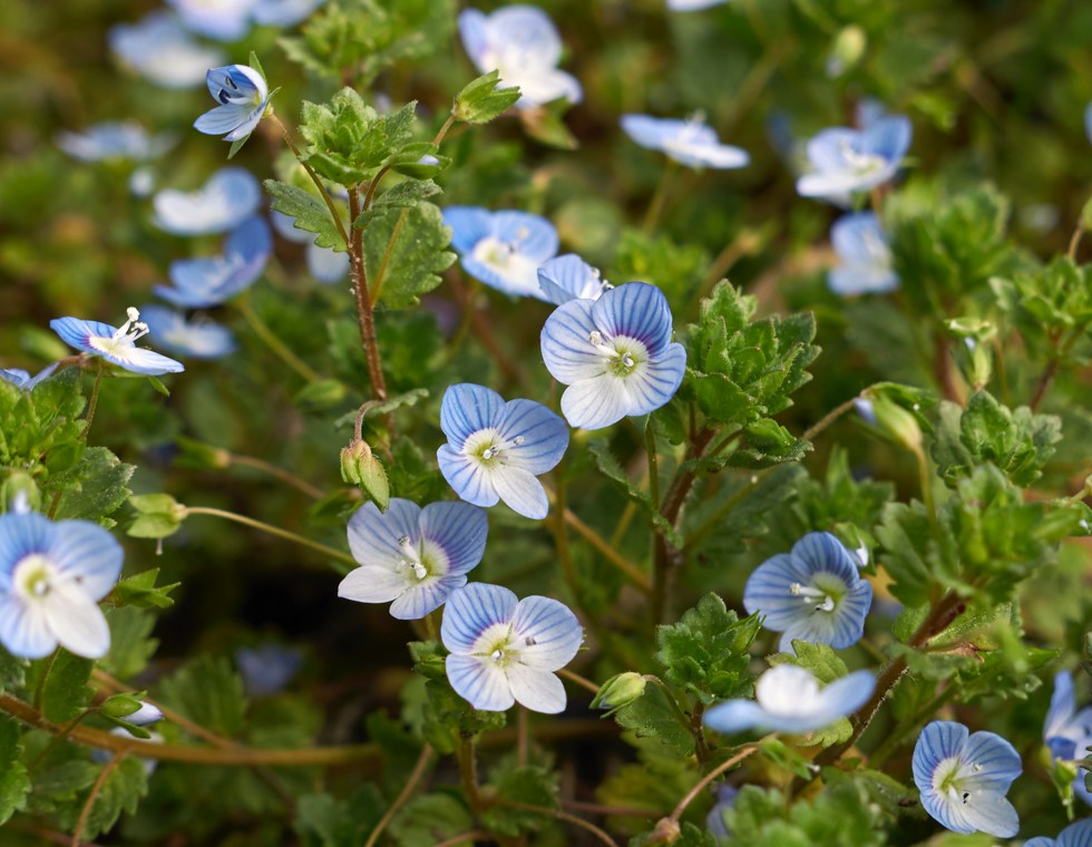 Corn Speedwell