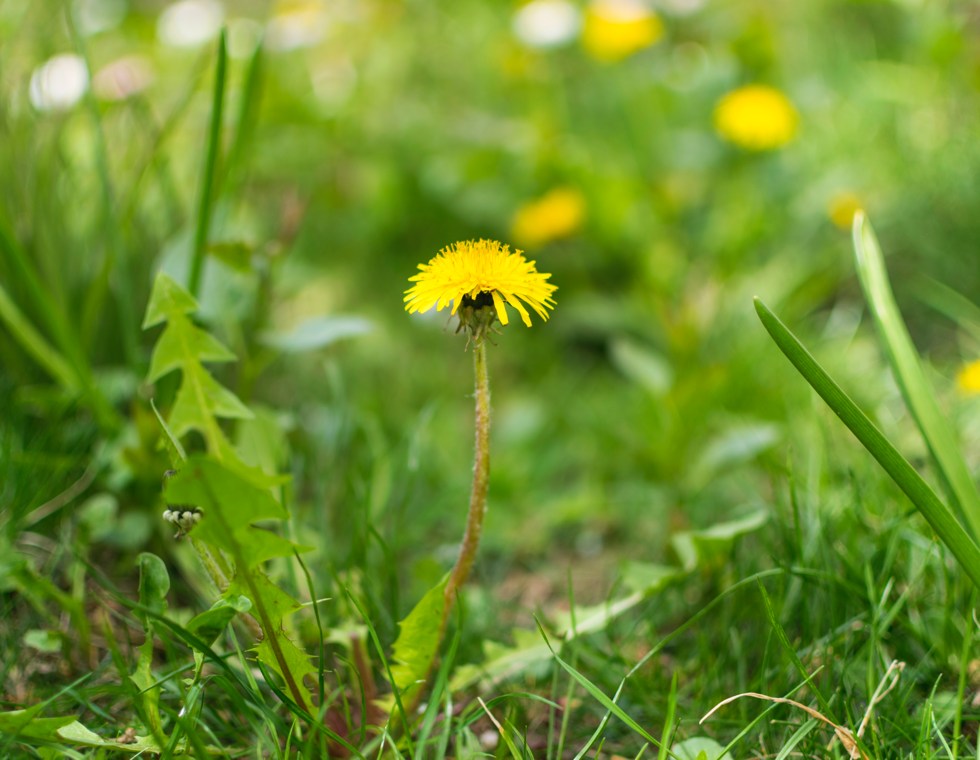 Dandelion