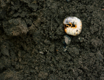 Grub in the dirt
