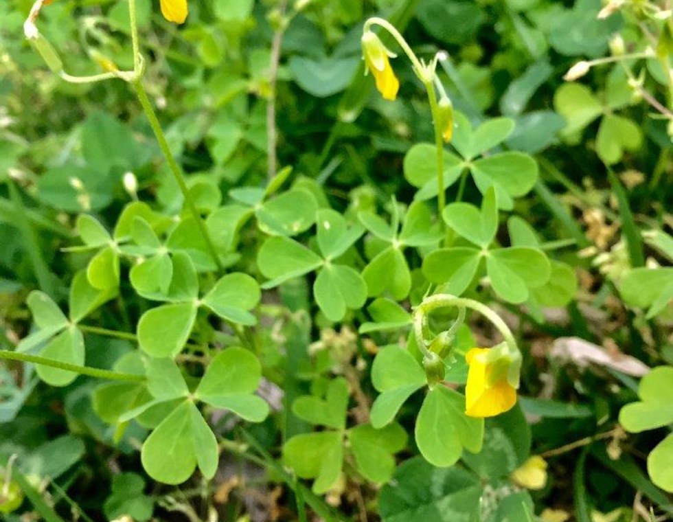 Oxalis