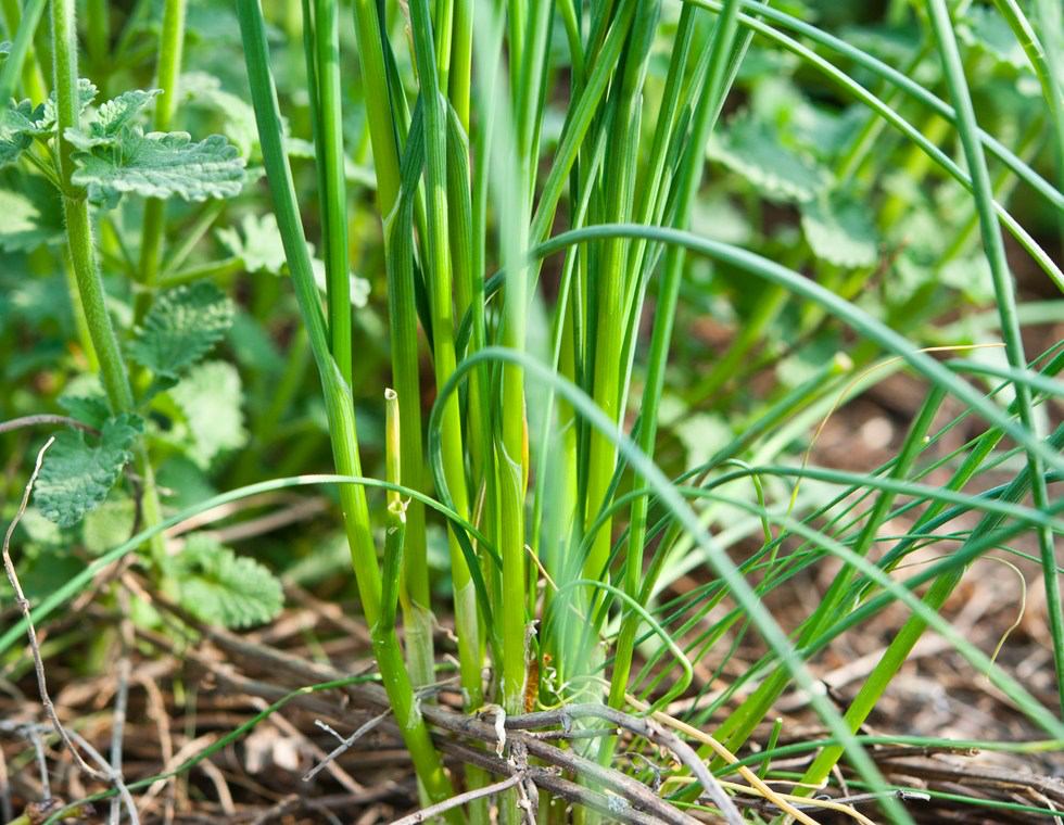 Wild Onion