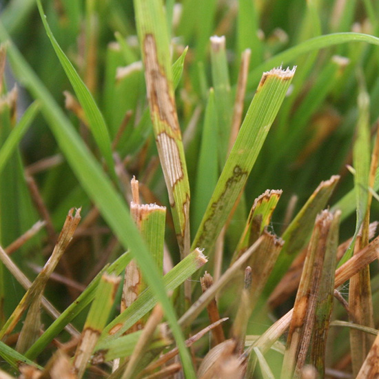 Brown patch affecting lawn