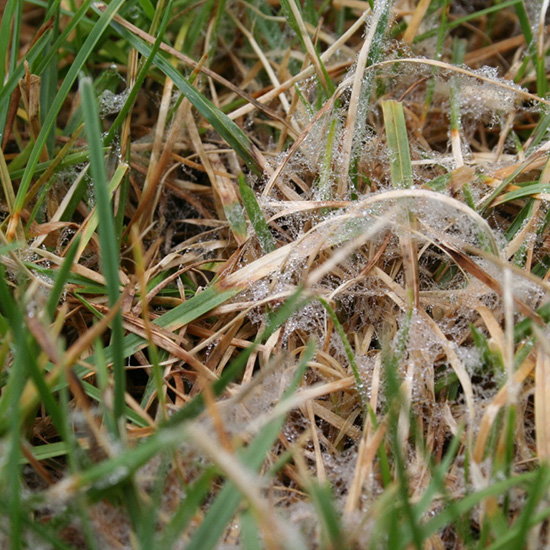 Dollar spot affecting lawn