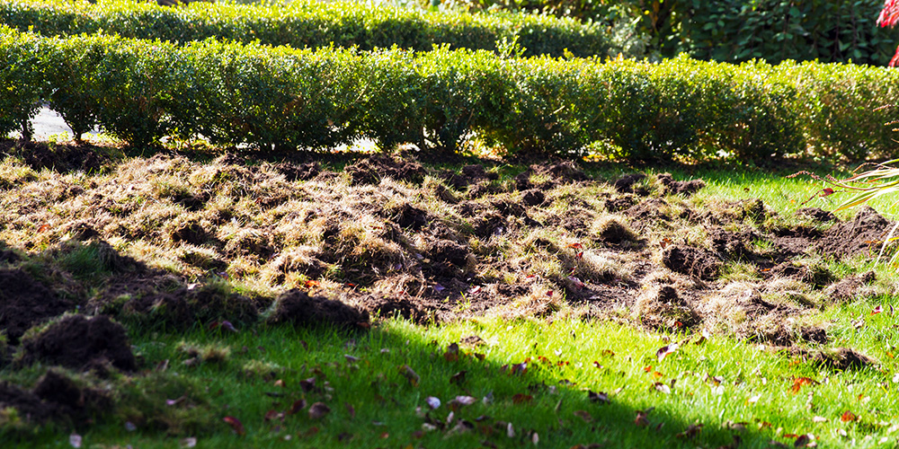 Grub damage in lawn