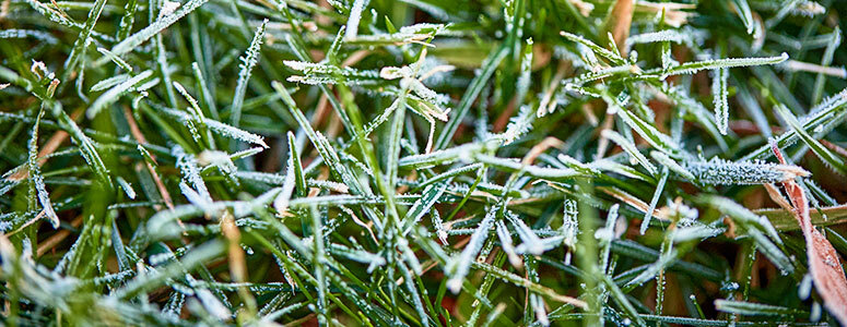 frost on grass