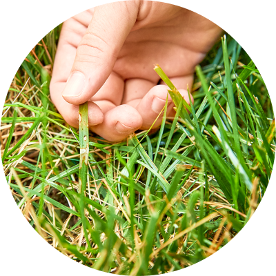 hand with browned or diseased grass