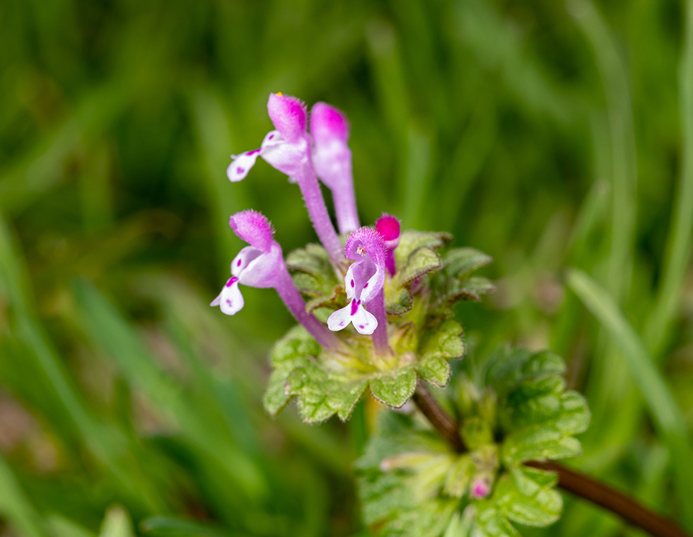 Henbit growing in lawn