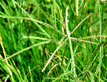 Bermudagrass