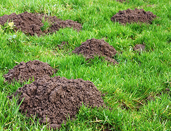 Damage in a lawn from moles