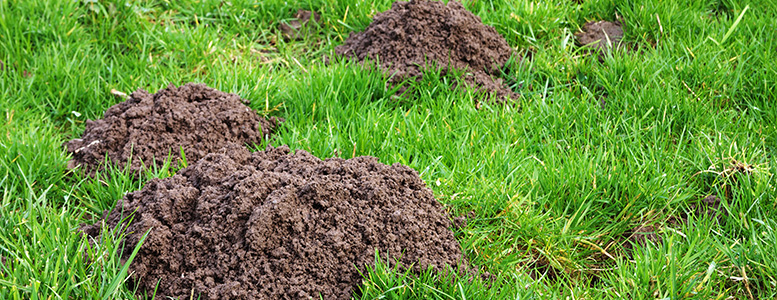 Mole damage in lawn