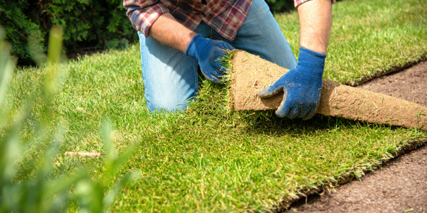 sod being placed on bare spots on lawn