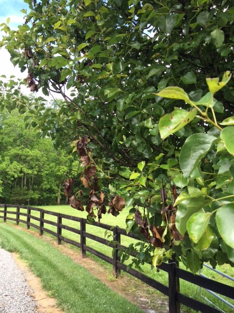 Fireblight affecting trees